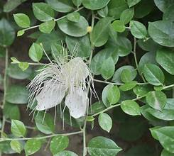 Capparis tonkinensis